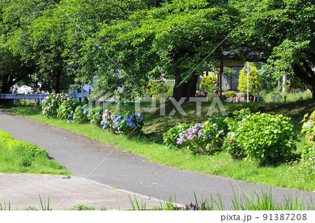 初夏の日本の公園に咲くカラフルなアジサイの花 初夏の日本の公園に咲くカラフルなアジサイの花 91387208