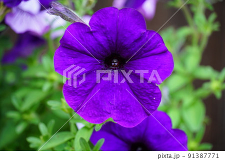 紫のペチュニアの花 紫のペチュニアの花 91387771