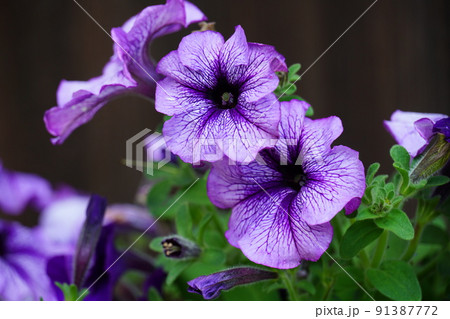 紫のペチュニアの花 91387772