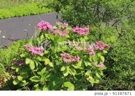 初夏の日本の公園に咲くピンク色の八重咲きアジサイの花 91387871