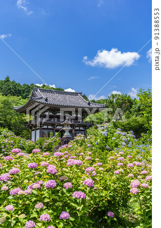 京都府・観音寺 あじさい寺 京都府・観音寺 あじさい寺 91388553