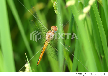 稲に止まるウスバキトンボ 91388591