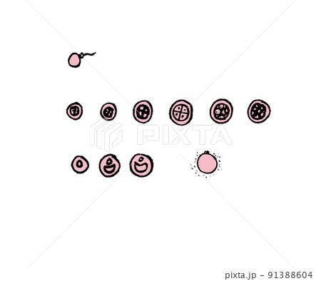 受精から成熟卵胞まで 91388604