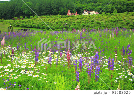 滝上ハーブガーデンのルピナス 91388629