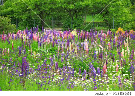 滝上ハーブガーデンのルピナス 91388631