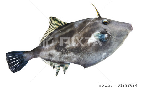 釣りたてのウマズラハギ 釣りたてのウマズラハギ 91388634