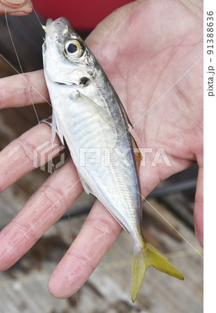 釣りたてのアジ 91388636