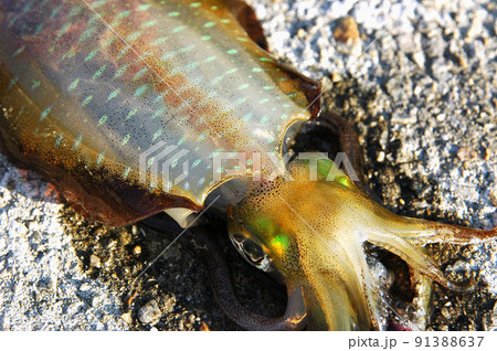 釣りたてのイカ（アオリイカ） 91388637