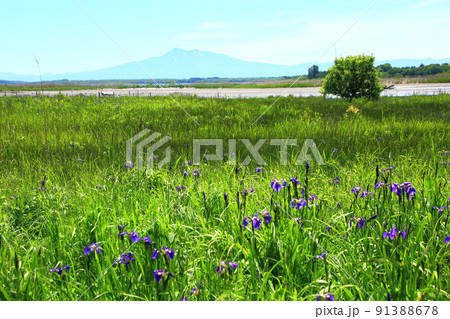 湖畔に咲くヒオウギアヤメ 91388678