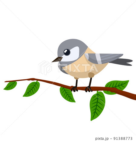 Forest grey bird sit on tree branch. Forest grey bird sit on tree branch. 91388773