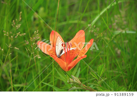 エゾスカシユリの蜜を吸う蝶 エゾスカシユリの蜜を吸う蝶 91389159