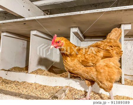 Layer chicken in a cage free coop for laying eggs. Layer chicken in a cage free coop for laying eggs. 91389389