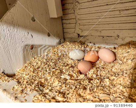 Grouping of fresh chicken eggs in a nesting area of a cage free coop. Grouping of fresh chicken eggs in a nesting area of a cage free coop. 91389440