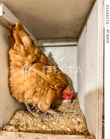 Layer chicken in a cage free coop for laying eggs. Layer chicken in a cage free coop for laying eggs. 91389450