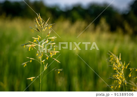 Tall fescue with spikelets in an open pasture. Tall fescue with spikelets in an open pasture. 91389506