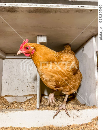 Layer chicken in a cage free coop for laying eggs. Layer chicken in a cage free coop for laying eggs. 91389540