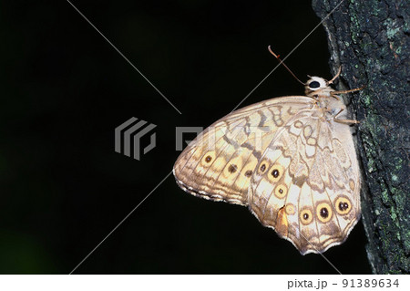 サトキマダラヒカゲ 91389634