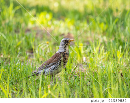 Wood bird Fieldfare, Turdus pilaris, on a sprng lawn. Wood bird Fieldfare, Turdus pilaris, on a sprng lawn. 91389682