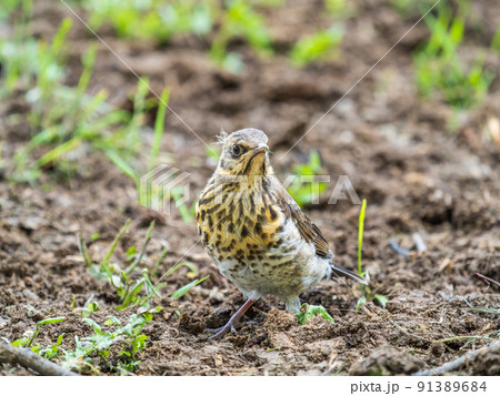 A fieldfare chick, Turdus pilaris, has left the nest and sitting on the spring lawn. A fieldfare chick sits on the ground and waits for food from its parents. A fieldfare chick, Turdus pilaris, has left the nest and sitting on the spring lawn. A fieldfare chick sits on the ground and waits for food from its parents. 91389684