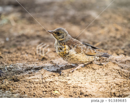 A fieldfare chick, Turdus pilaris, has left the nest and sitting on the spring lawn. A fieldfare chick sits on the ground and waits for food from its parents. 91389685