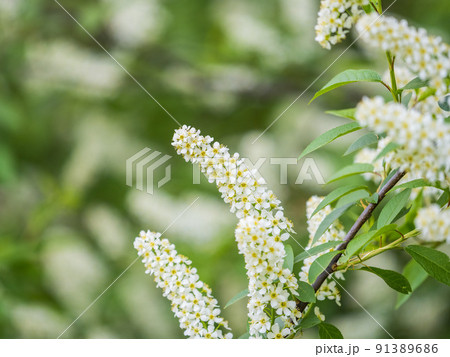 White flowers blooming bird cherry. Close-up of a Flowering Prunus padus Tree with White Little Blossoms White flowers blooming bird cherry. Close-up of a Flowering Prunus padus Tree with White Little Blossoms 91389686