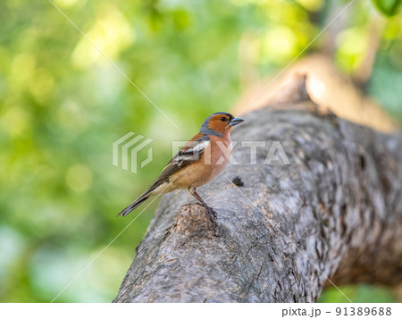 Common chaffinch, Fringilla coelebs, sits on a tree. Common chaffinch in wildlife. Common chaffinch, Fringilla coelebs, sits on a tree. Common chaffinch in wildlife. 91389688