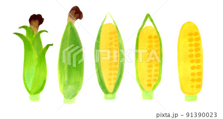 トウモロコシのイラストセット　夏野菜のシンプルな和風の素材集 91390023
