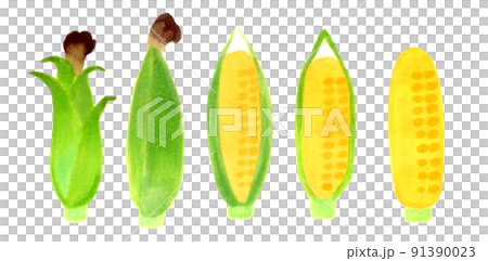 トウモロコシのイラストセット　夏野菜のシンプルな和風の素材集 91390023