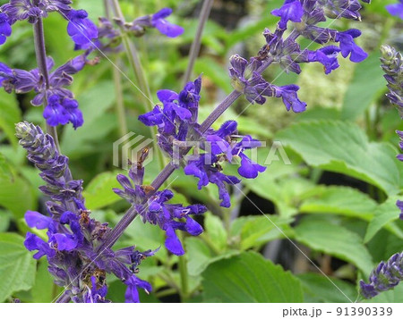 ラベンダーセージ 91390339