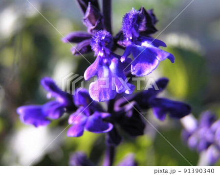 ラベンダーセージ 91390340