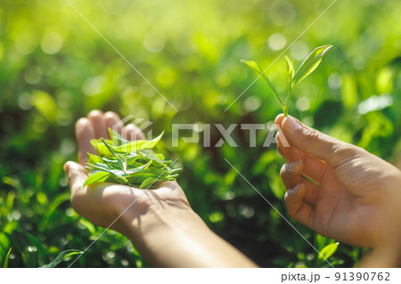 Close-up Fresh Tea Leaves in Female Hands in Front of Tea Plantation  91390762
