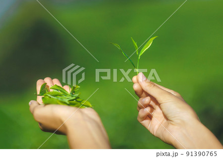 Close-up Fresh Tea Leaves in Female Hands in Front of Blurred Tea Plantation Background Close-up Fresh Tea Leaves in Female Hands in Front of Blurred Tea Plantation Background 91390765