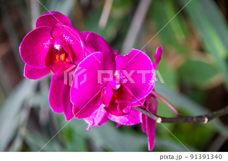 Orchid flower, Phalaenopsis Orchid flower, Phalaenopsis 91391340