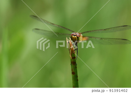 千切れた茎の先端に留まるアキアカネの複眼は綺麗だ 91391402