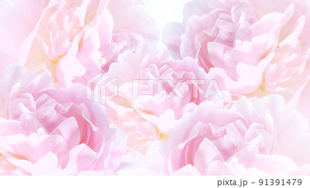 ピンクの八重咲きシャクヤクの花の背景 91391479