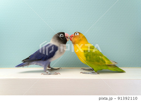 ボタンインコ 91392110