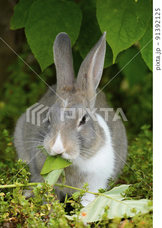 ニホンノウサギ ニホンノウサギ 91392125
