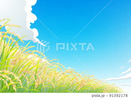 稲　稲穂　田んぼ 91392178