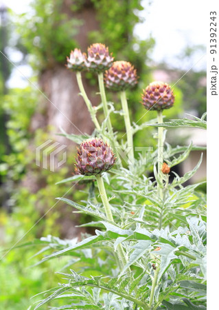 大きなアーティチョークのつぼみ 大きなアーティチョークのつぼみ 91392243