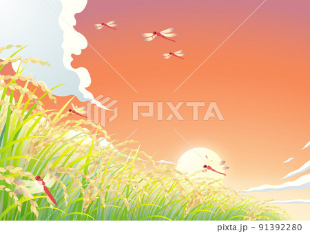 稲　稲穂　田んぼ　夕焼け空 91392280