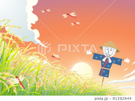 稲　稲穂　田んぼ　かかし　夕焼け空 91392644