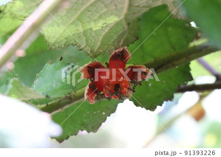 ホウロクイチゴの実 91393226