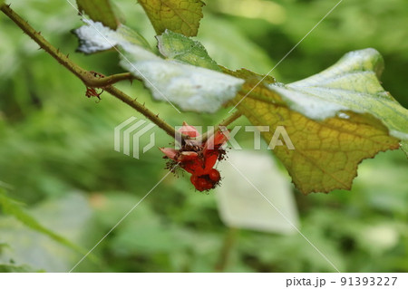 ホウロクイチゴの実 91393227