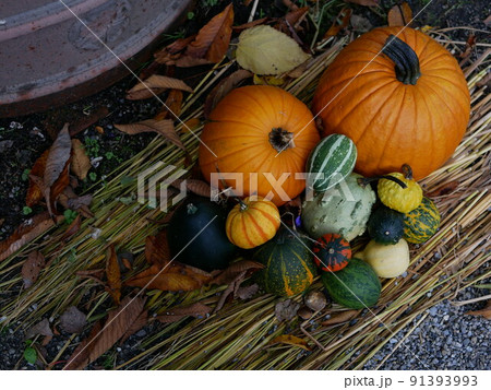 ハロウィン ハロウィン 91393993