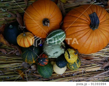 ハロウィン ハロウィン 91393994