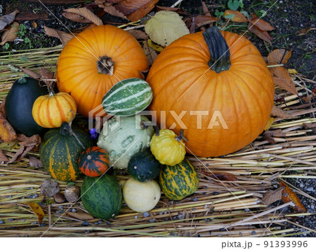 ハロウィン 91393996
