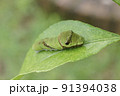 モンキアゲハの幼虫 91394038