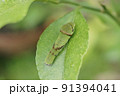 モンキアゲハの幼虫 91394041