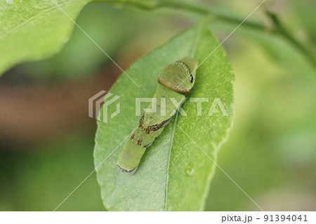 モンキアゲハの幼虫 91394041