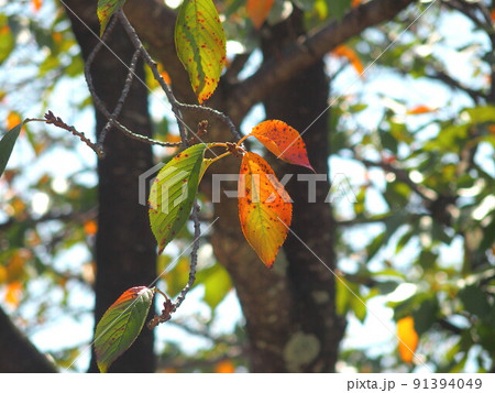 青空と黄葉の桜の樹 91394049